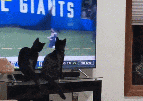 Sunday Football GIF