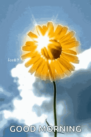 Sunflower GIF