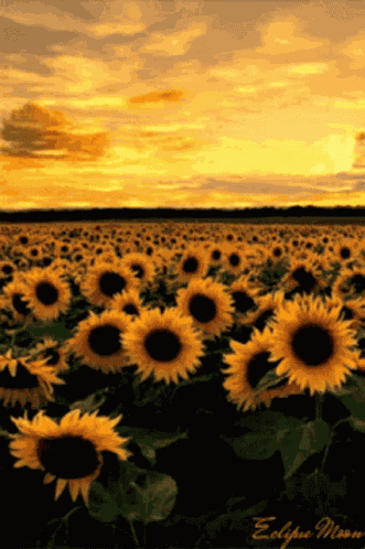 Sunflower GIF