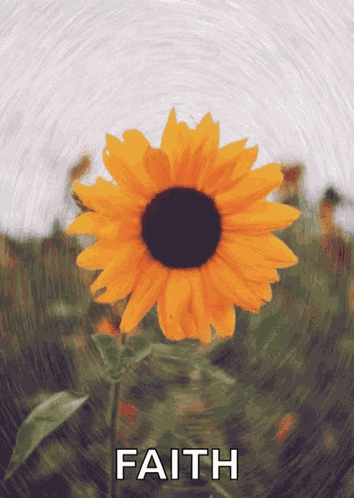 Sunflower Yellow Flower GIF