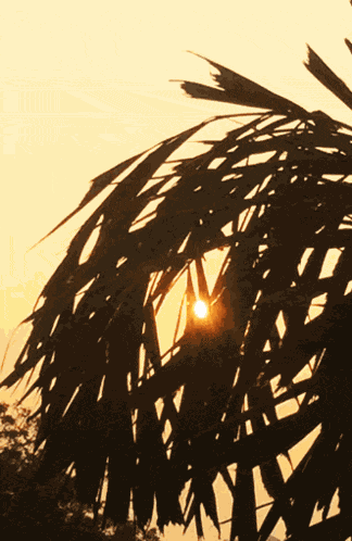 Sunrise Morning GIF