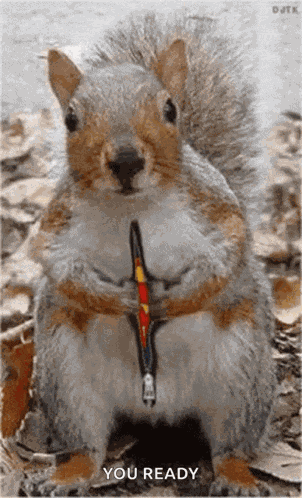 Super Squirrel GIF