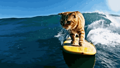 Surfing Cat Katze GIF