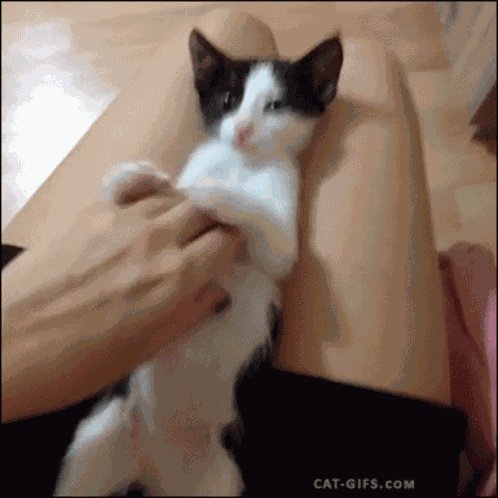 Surprise Cats GIF