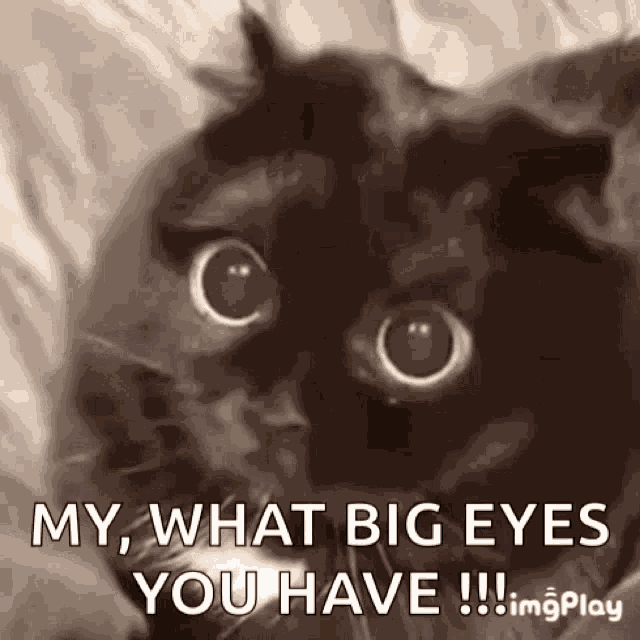 Surprised Cat GIF