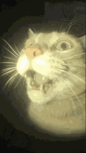 Surprised Wow GIF