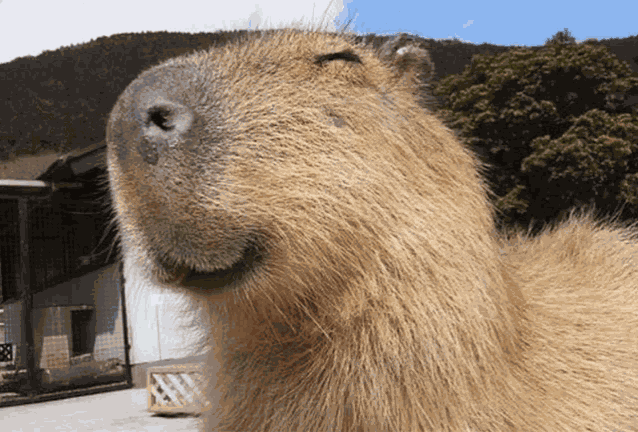 Sus Capybara Meme