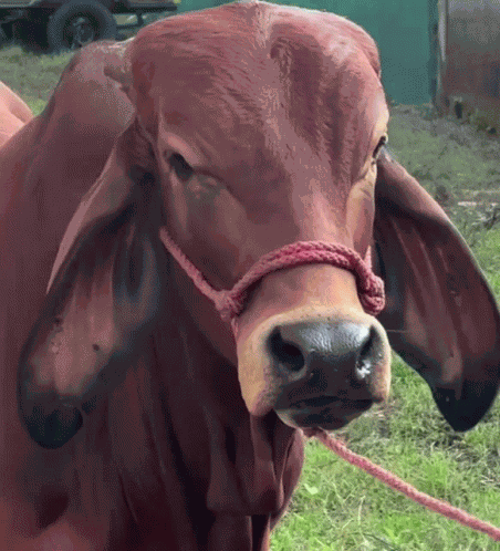 Sus Cow High Quality Sus Cow Hd GIF