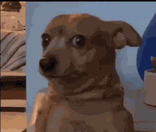 Sus Dog GIF