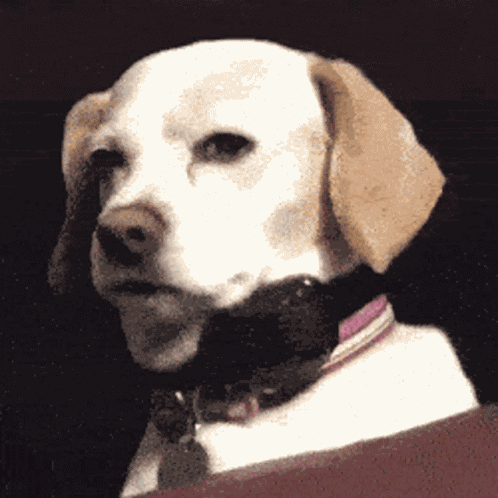 Suspicious Dog GIF