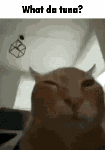Suspicious What The Hell GIF