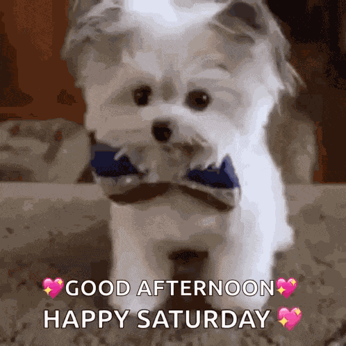 Sweet Dogs GIF