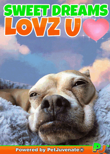 Sweet Dreams Love You U Petjuvenate Cute Dog Funny Dog Mom Sweet Dreams Good Night Sweetheart Baby Cuddle Hug Pet Parent GIF