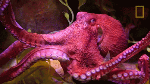 Swimming Octopuses101 GIF
