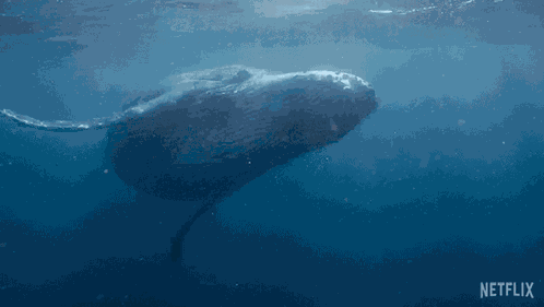 Swimming Our Living World GIF