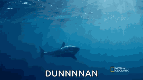 Swimming When Sharks Attack GIF