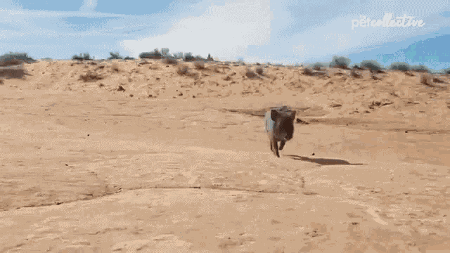 Swinefeld Piglet GIF