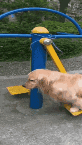 Swing Dog GIF