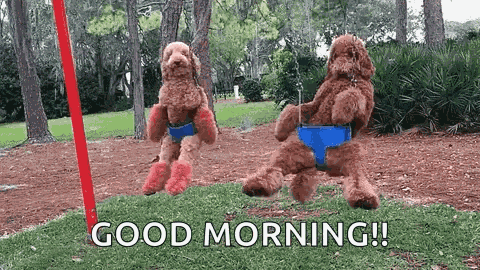 Swinging Funny Animals GIF