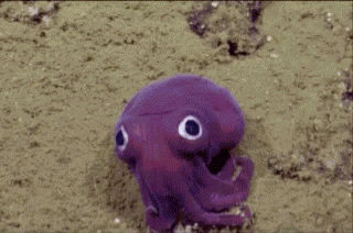 Syromieshi Syro GIF