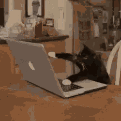 Tô Aqui Anotando Tudo Gatinho GIF