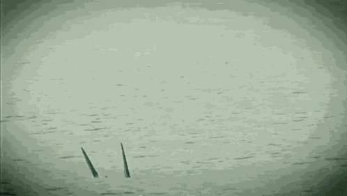 T Paz Vs Shark Hardcore Tano C GIF