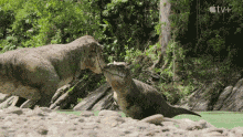 T Rexes Cute GIF