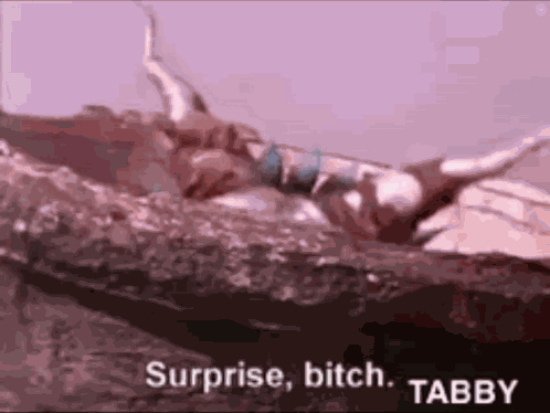 Tabal Tabby Dog GIF