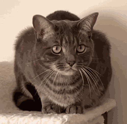 Tabby Cat Feline Hiss GIF