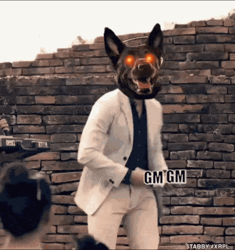 Tabby Xrp Tabby Dog GIF