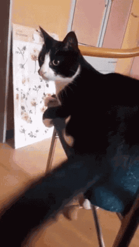 Tailbang Slap Self GIF