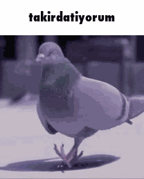 Takır Takır Takır Fam GIF