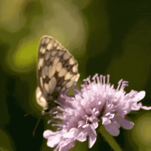 Take Off Robert E Fuller GIF