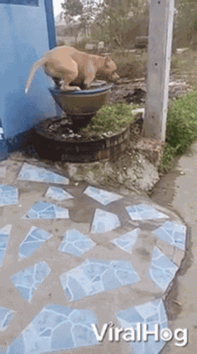 Taking Bath Dog GIF