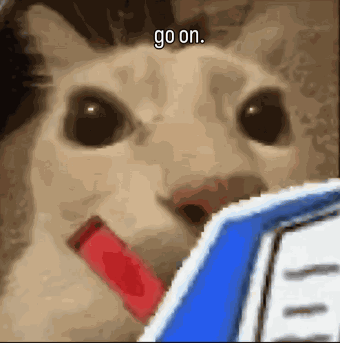 Taking Notes Cat Meme GIF