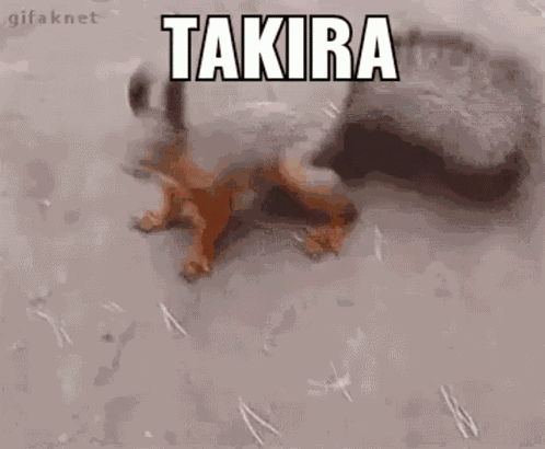 Takira Esquilo GIF