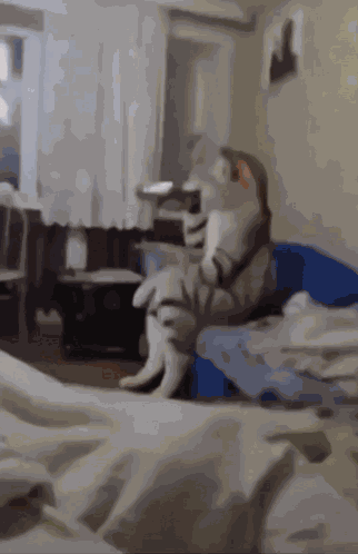 Taller Cat Car Drinking GIF