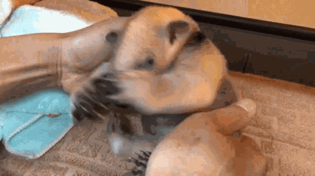 Tamandua Anteater GIF