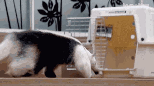 Tamandua Not A Pet GIF