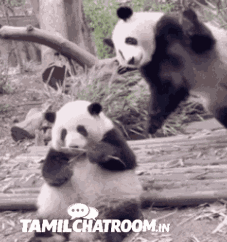 Tamil Chat Room Tcr GIF