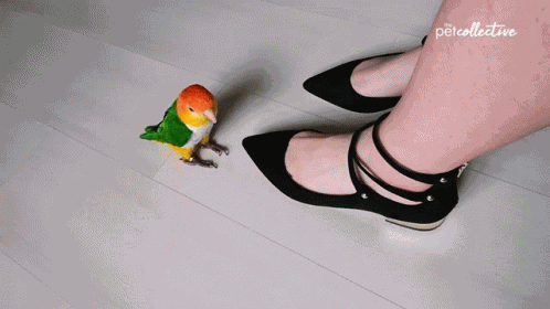 Tapping The Pet Collective GIF