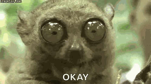 Tarsier Big Eyes GIF