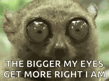 Tarsier Chewing GIF