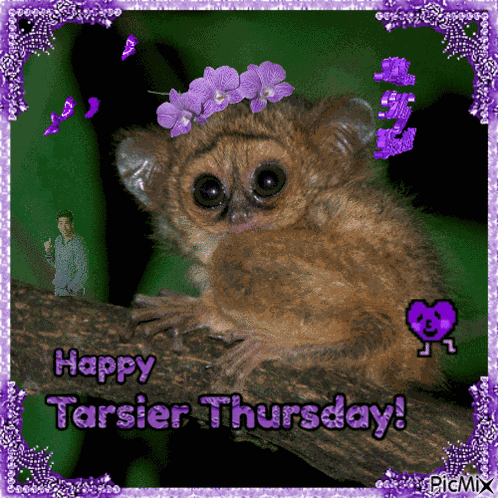 Tarsier Thursday GIF