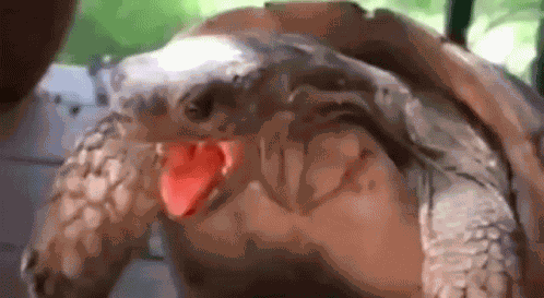 Tartarugadoahh GIF