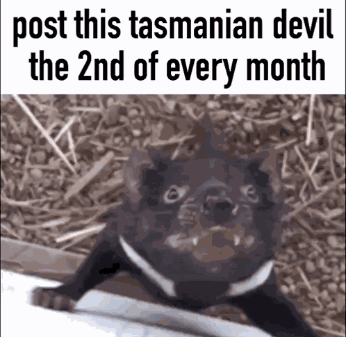 Tasmanian Devil Cute GIF