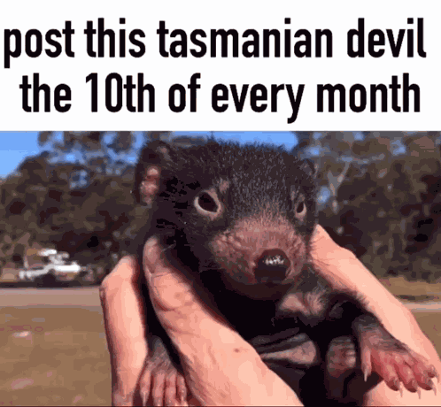 Tasmanian Devil Cute GIF