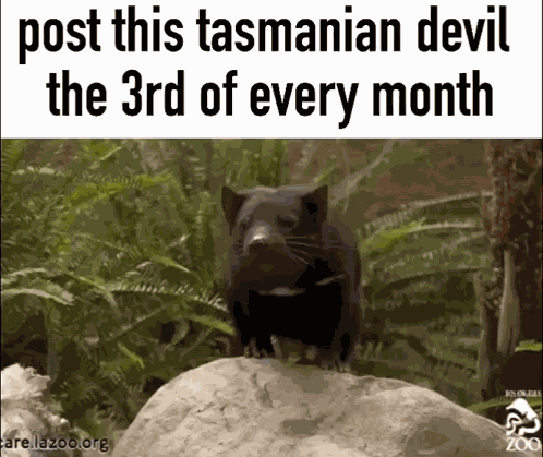 Tasmanian Devil Cute GIF