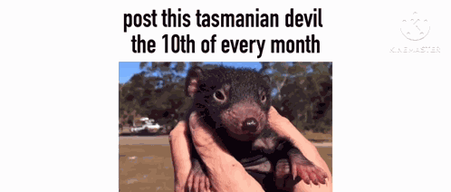 Tasmanian Devil Cute GIF