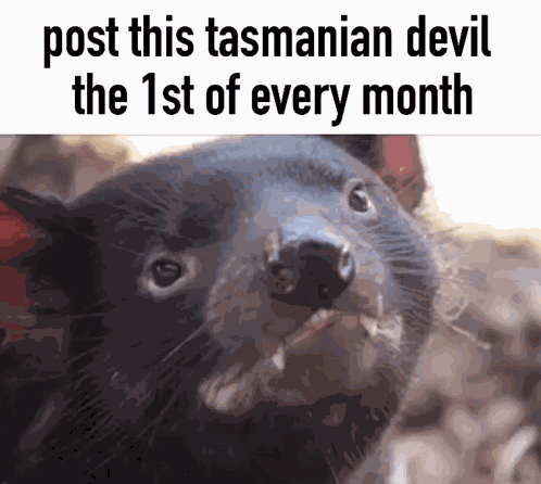 Tasmanian Devil Cute GIF